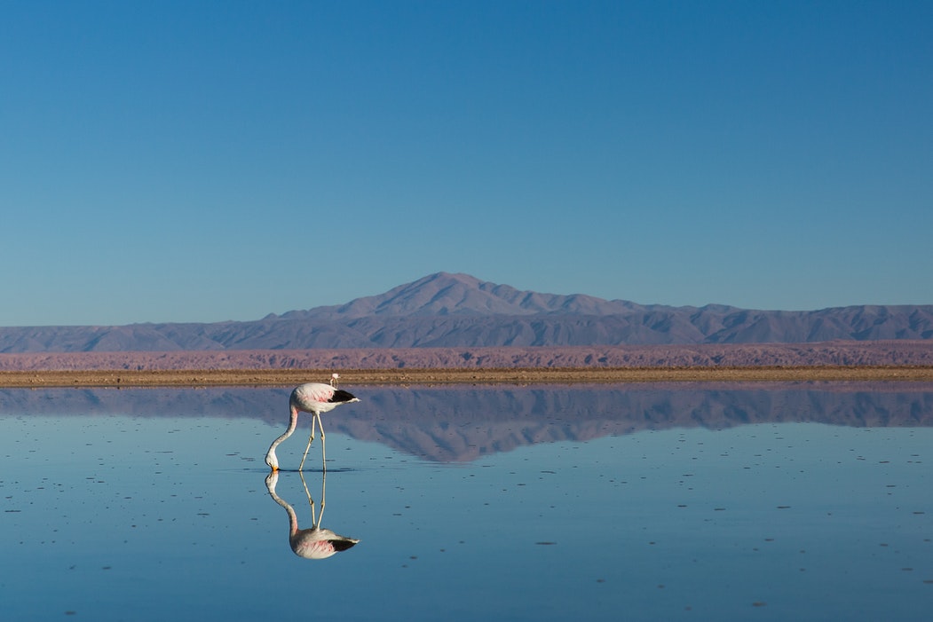 salar con flamenco y cordillera de los Andes